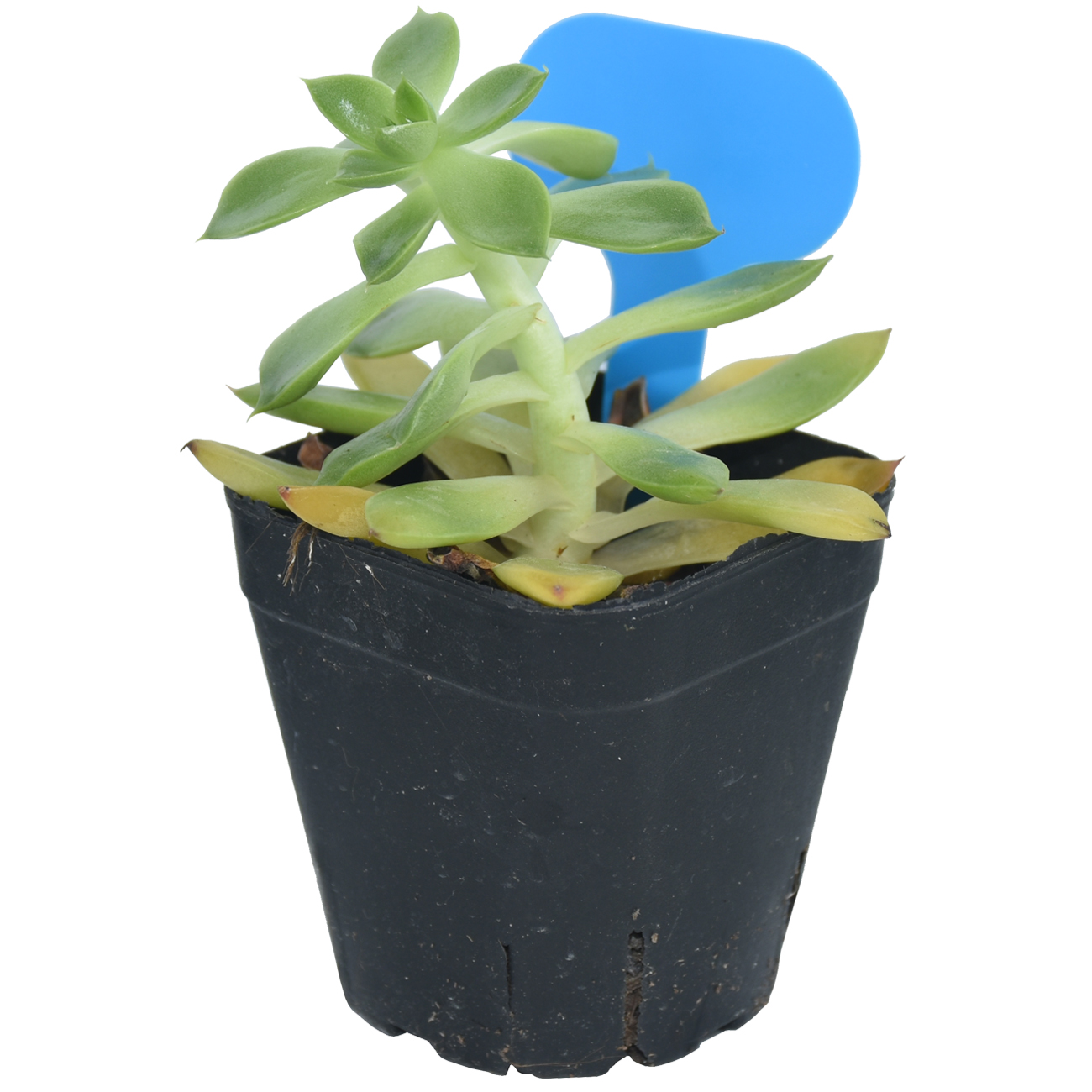 50PCS Garden Plant Labels Mark - Garden Journal Planner recensione e prezzo