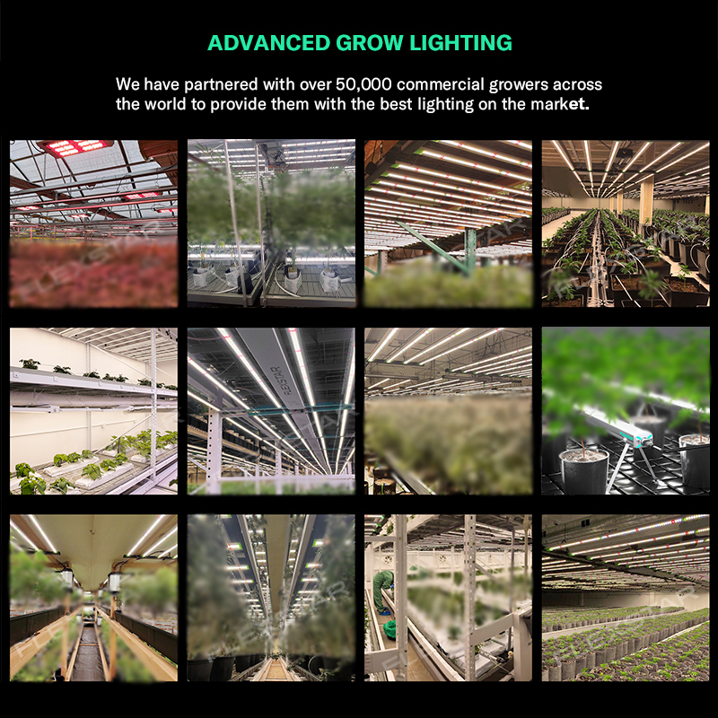 Lm301h Evo 281b Full Spectrum  - Plant Grow Light Full Spectrum recensione e prezzo