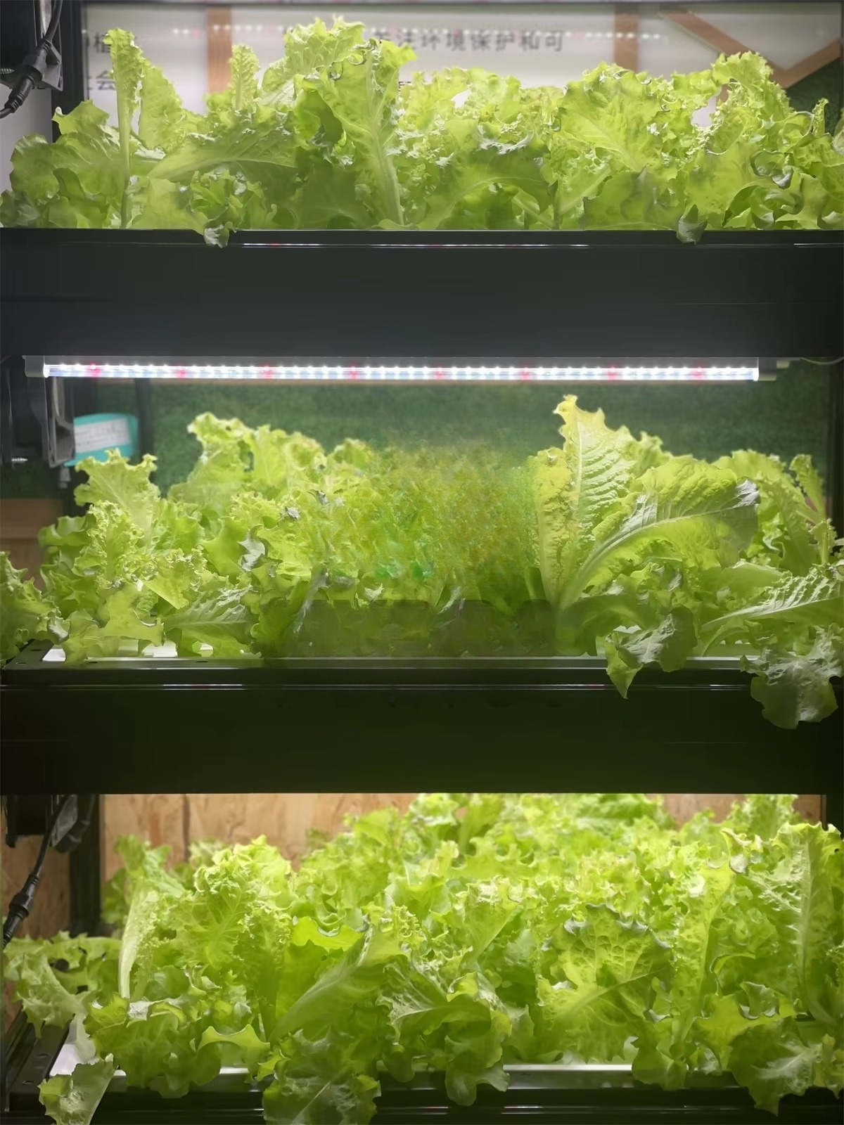 Indoor Home Smart Led Aquaponi - Aquaponics Home Kit recensione e prezzo
