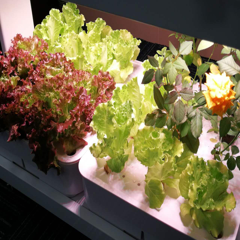 Indoor Home Smart Herb Garden  - Aquaponics Home Kit recensione e prezzo